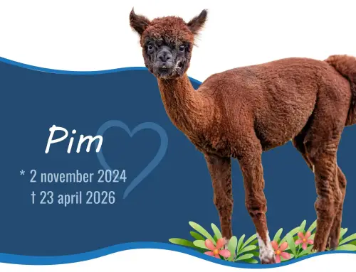In Memoriam: Pim