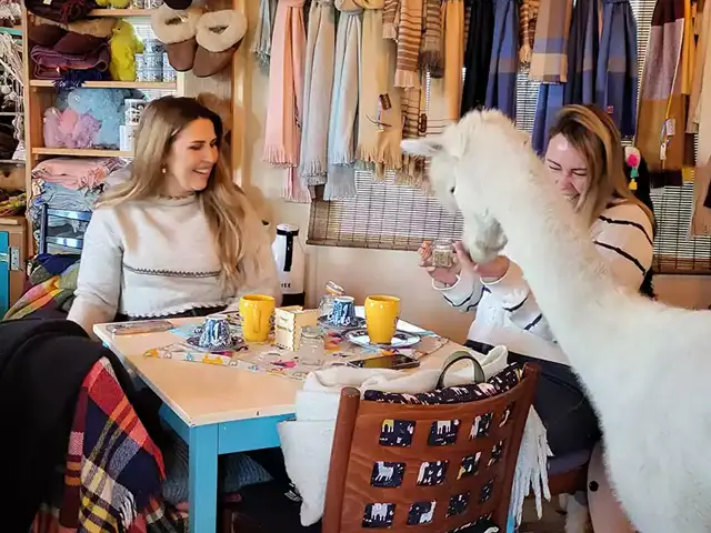alpaca high tea
