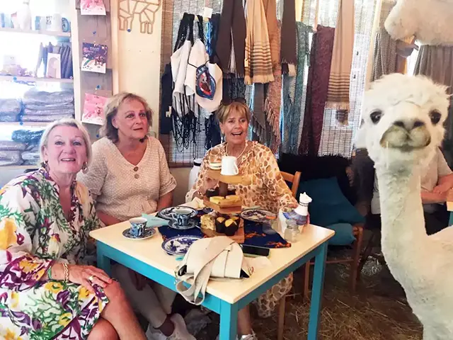 alpaca hightea