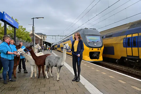 Alpakas am Bahnhof Middelburg