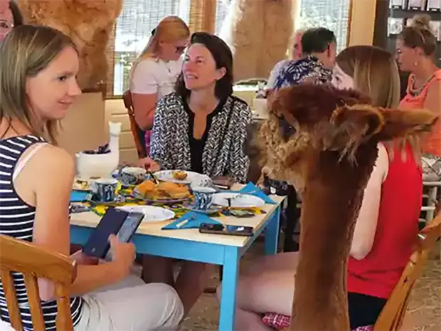high tea met alpacas