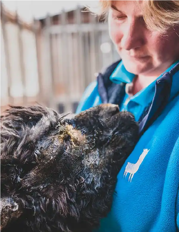 mara rescue alpaca