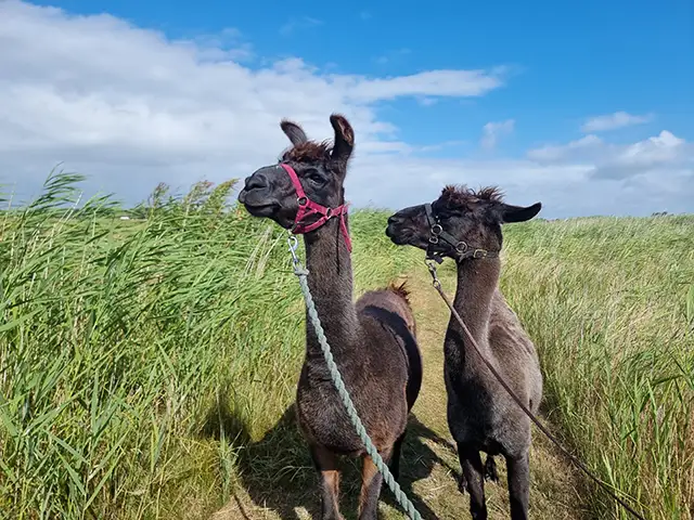 Unsere Lamas