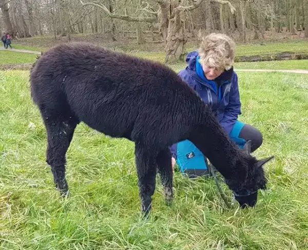 trainingen voor alpacahouders trainingen voor alpacahouders