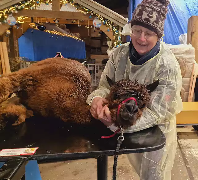 verzorgen van alpacas