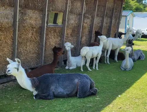 Hittestress bij alpaca’s